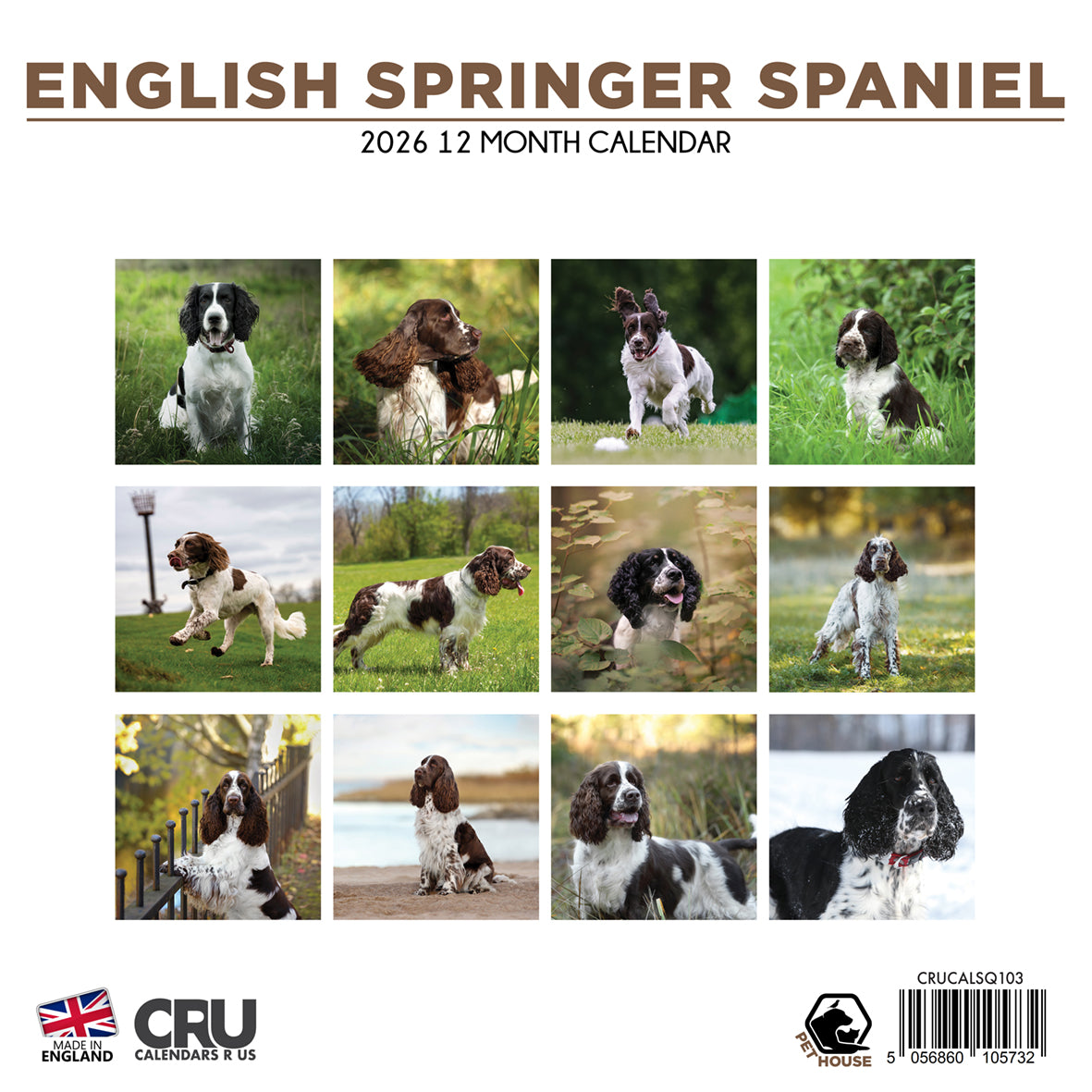English Springer Spaniel - Square Calendar 2026