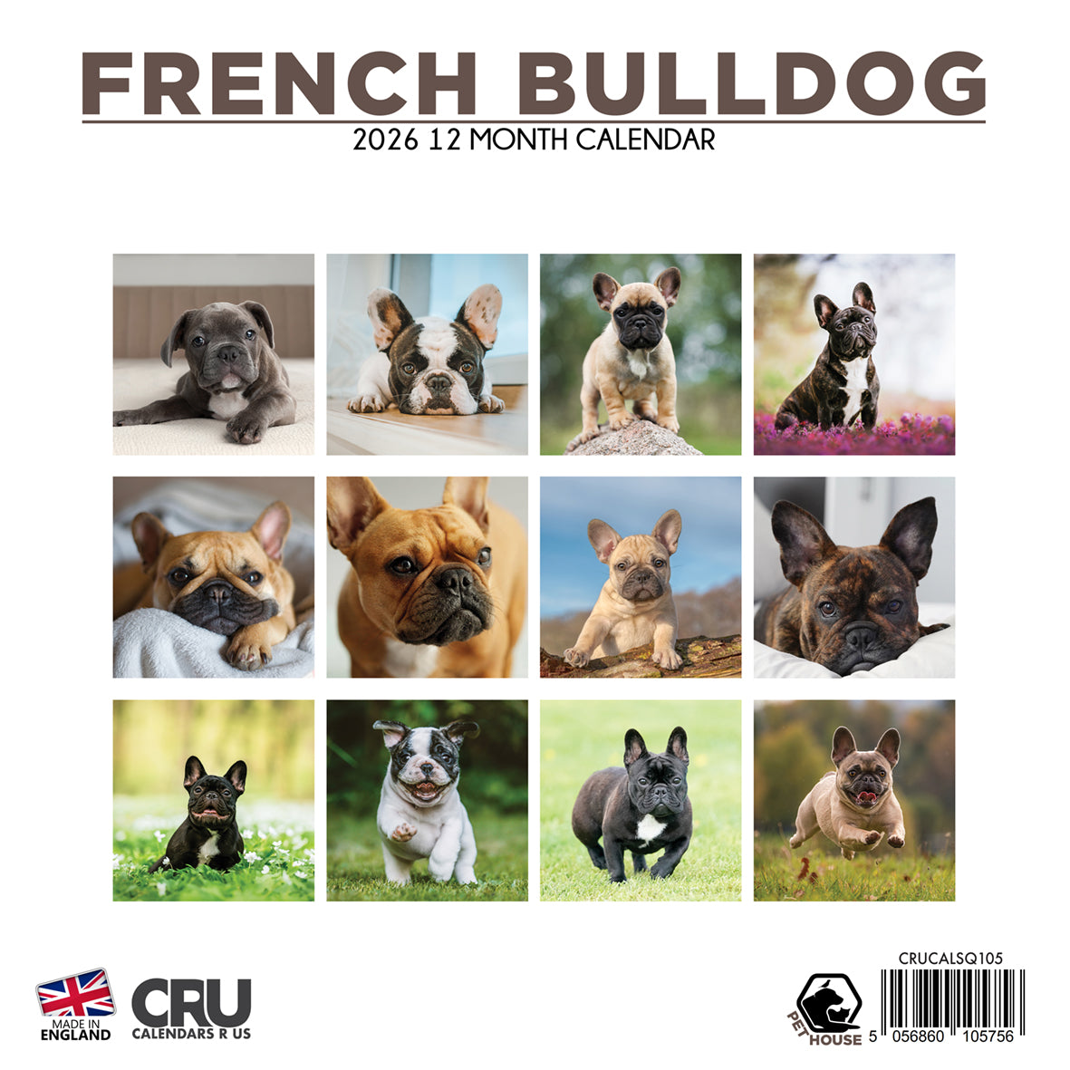 French Bulldog - Square Calendar 2026