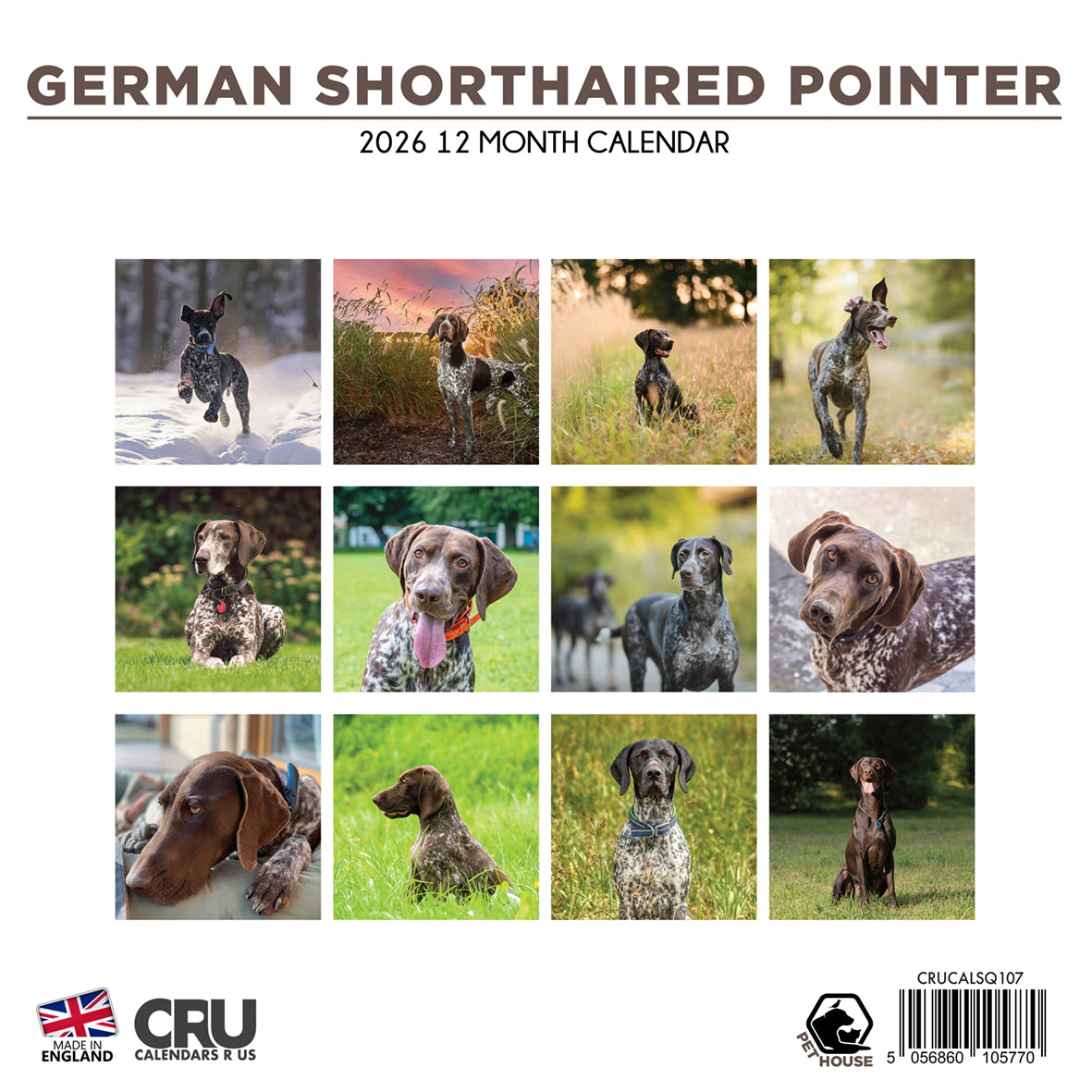 German Shorthaired Pointer - Square Calendar 2026