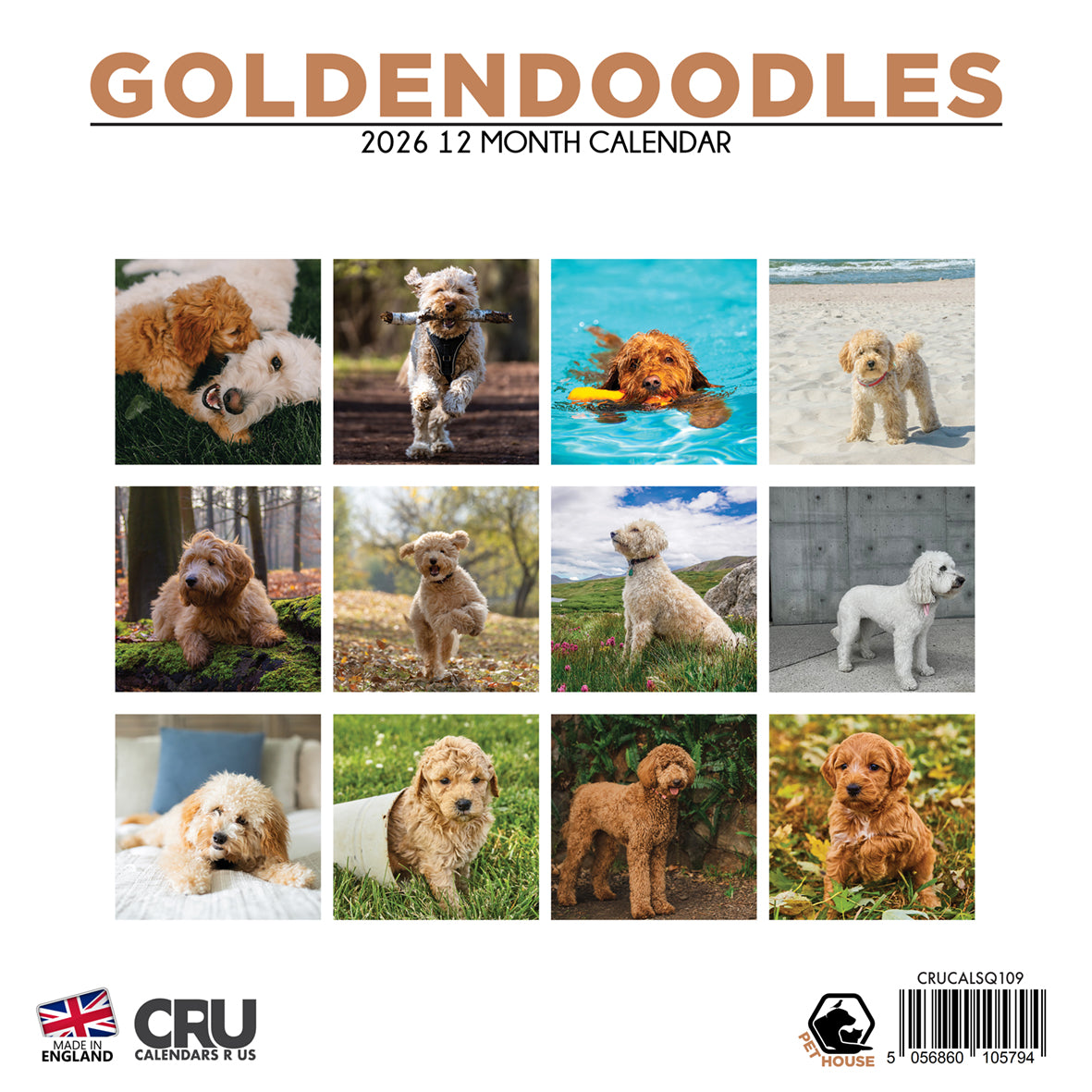 Goldendoodles - Square Calendar 2026