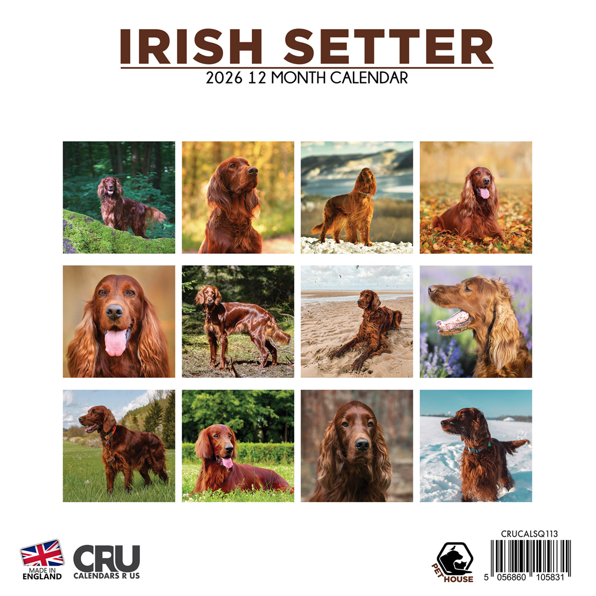 Irish Setter - Square Calendar 2026