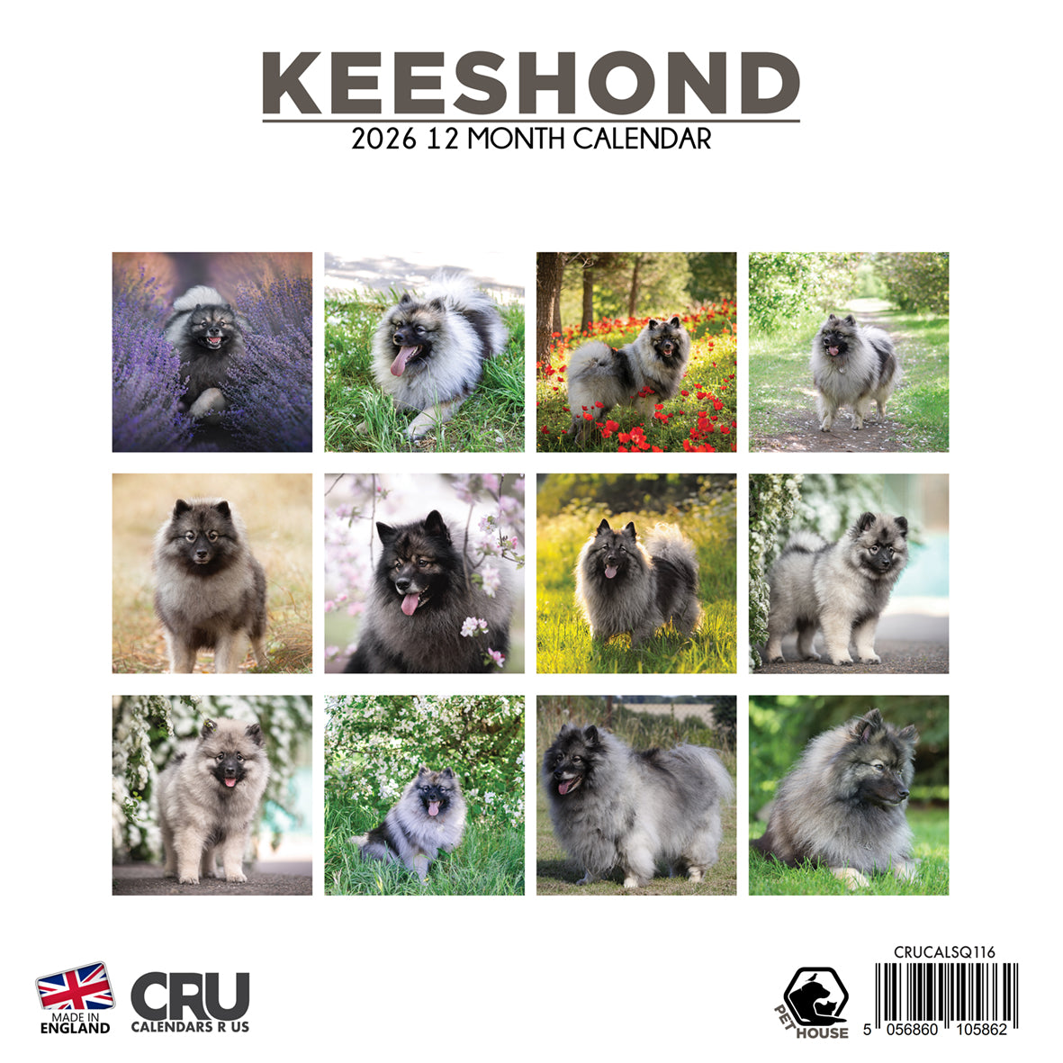 Keeshond - Square Calendar 2026