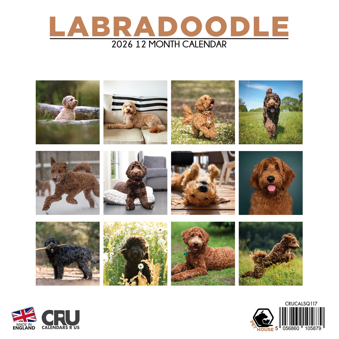 Labradoodle - Square Calendar 2026