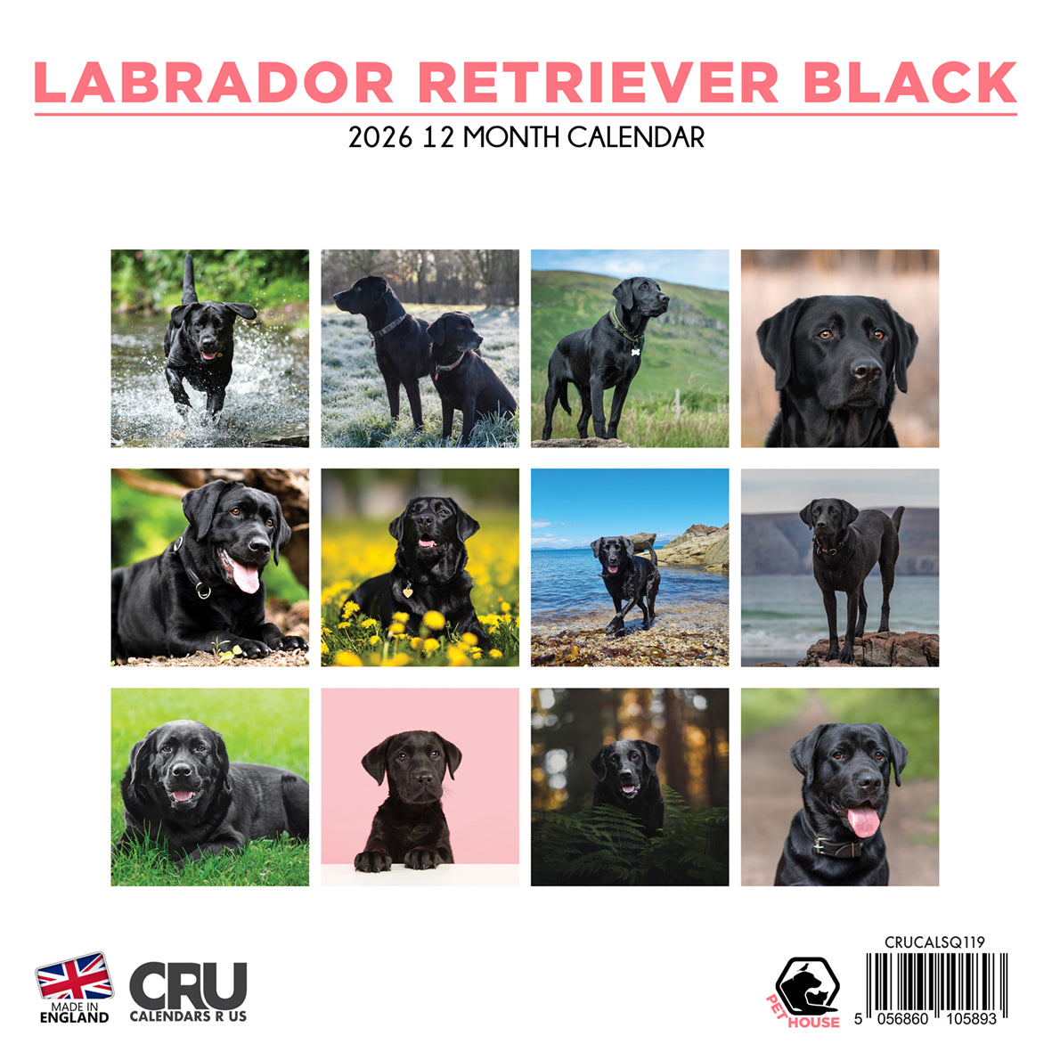 Labrador Retriever Black - Square Calendar 2026