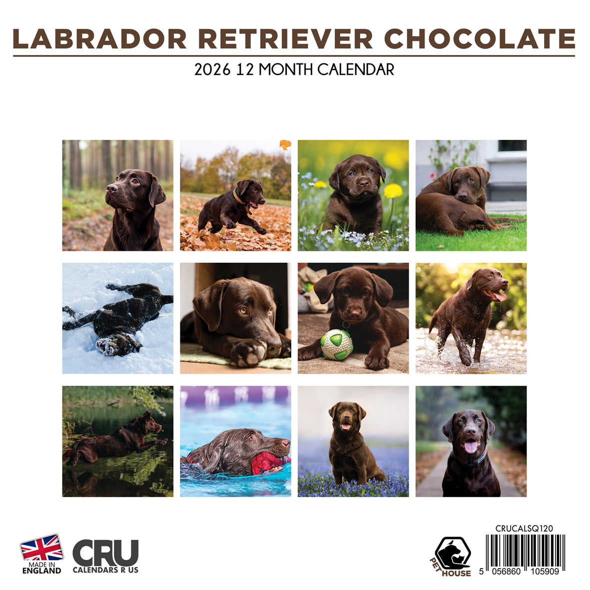 Labrador Retriever Choc - Square Calendar 2026