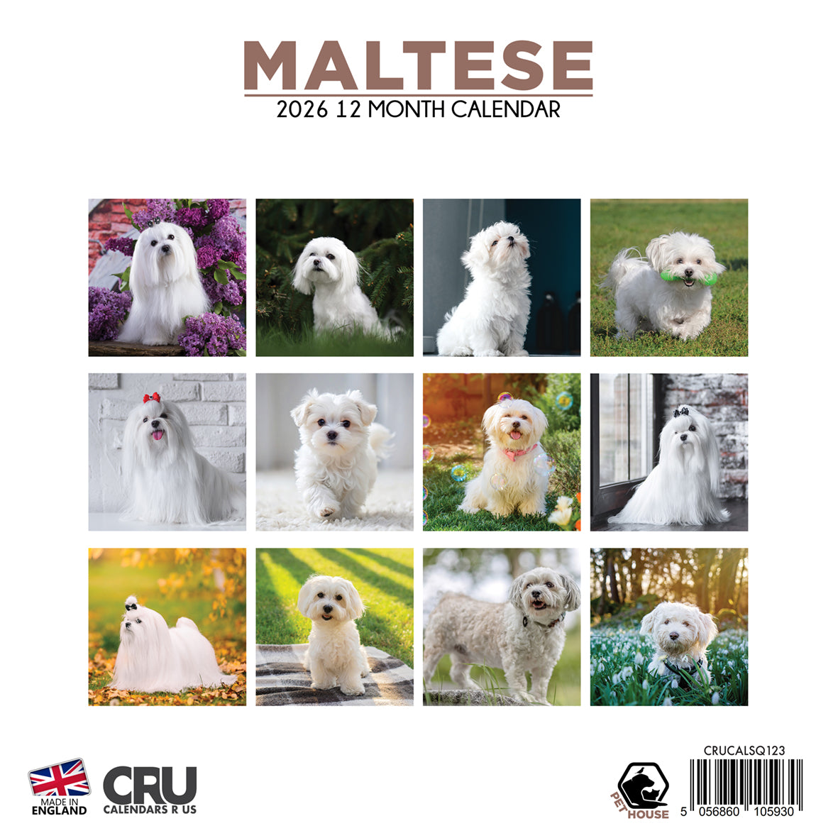 Maltese - Square Calendar 2026