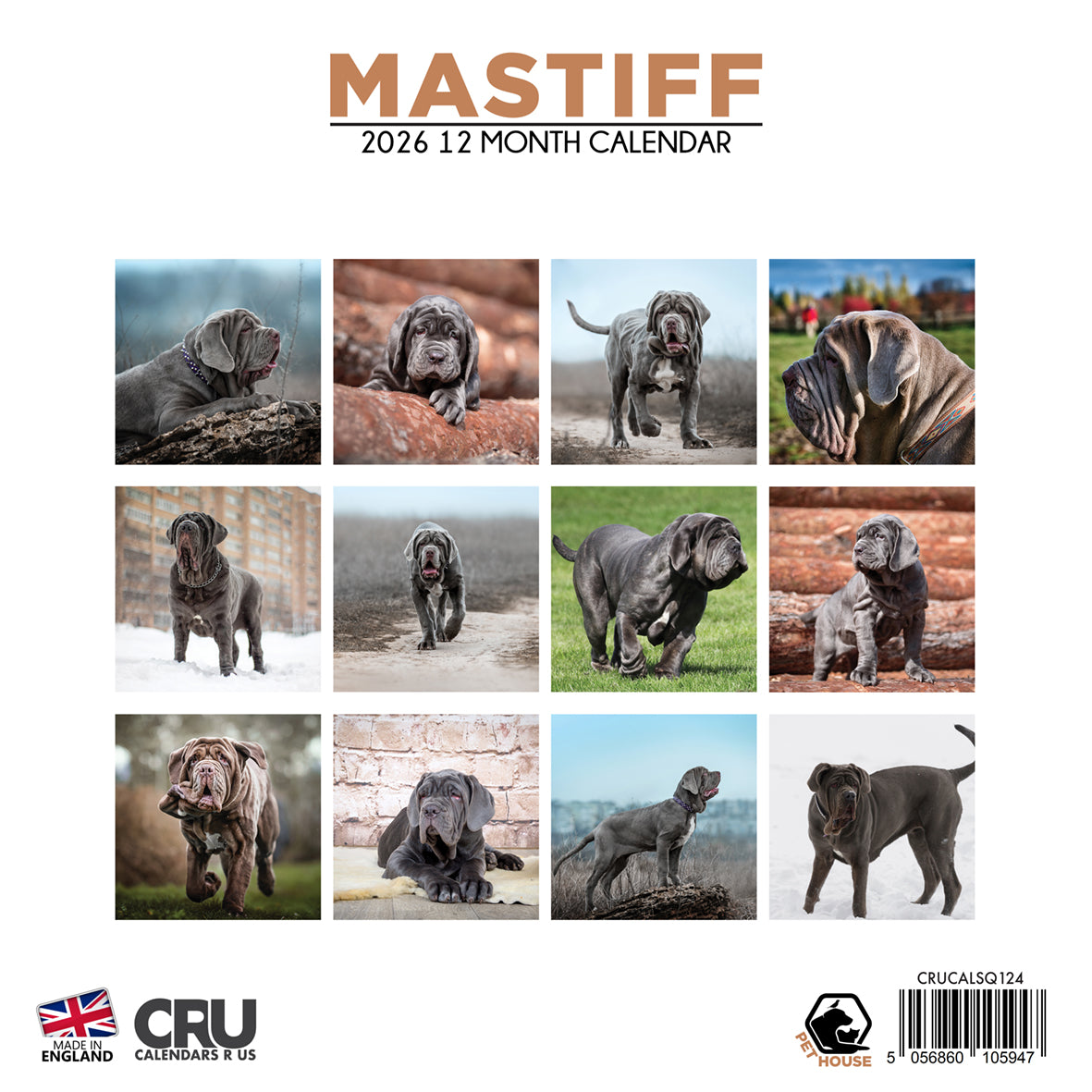 Mastiff - Square Calendar 2026