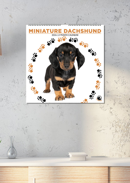 Miniature Dachshund - Square Calendar 2026