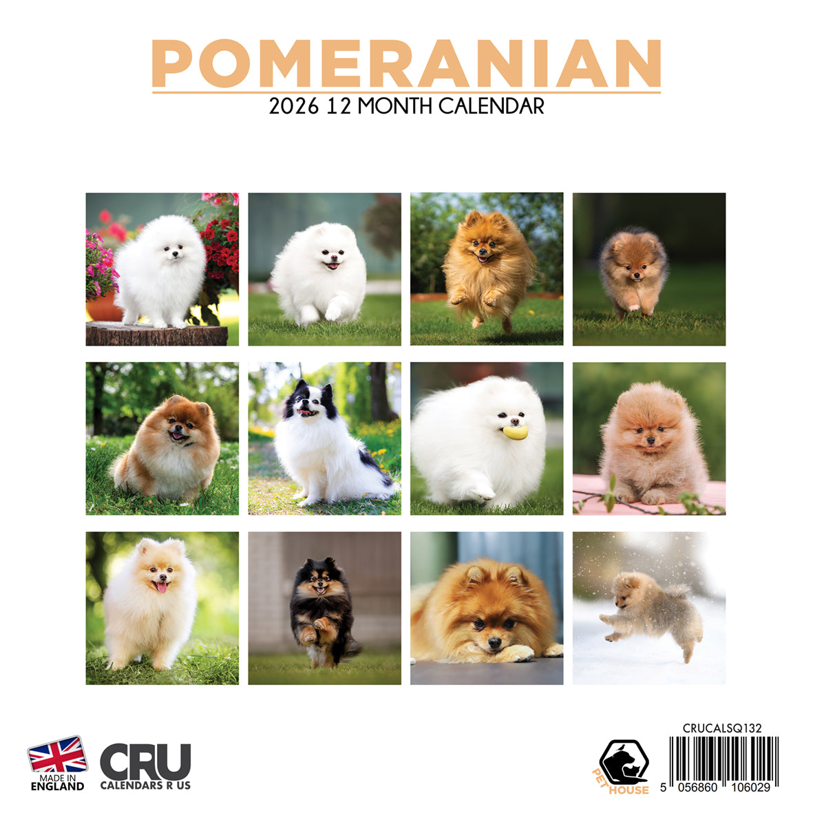 Pomeranian - Square Calendar 2026