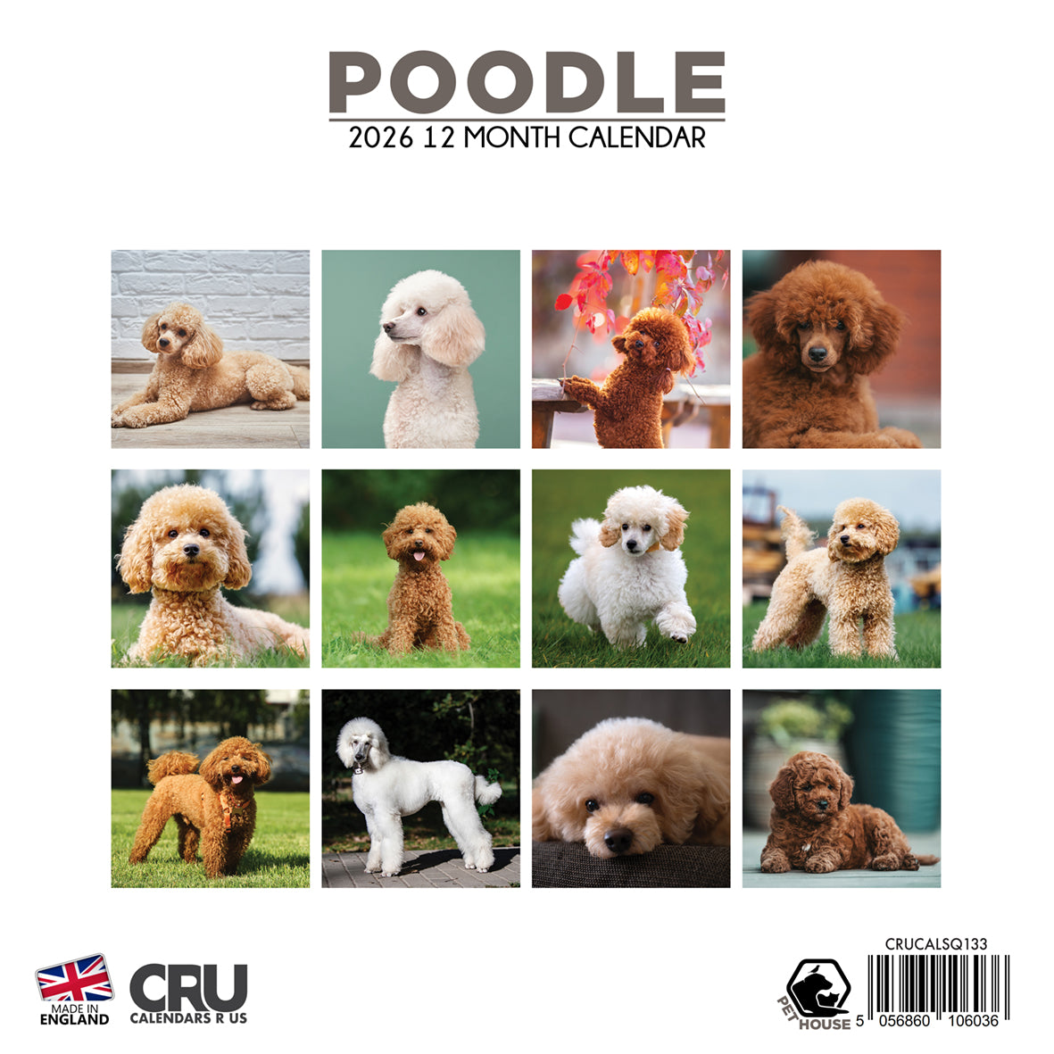 Poodle - Square Calendar 2026