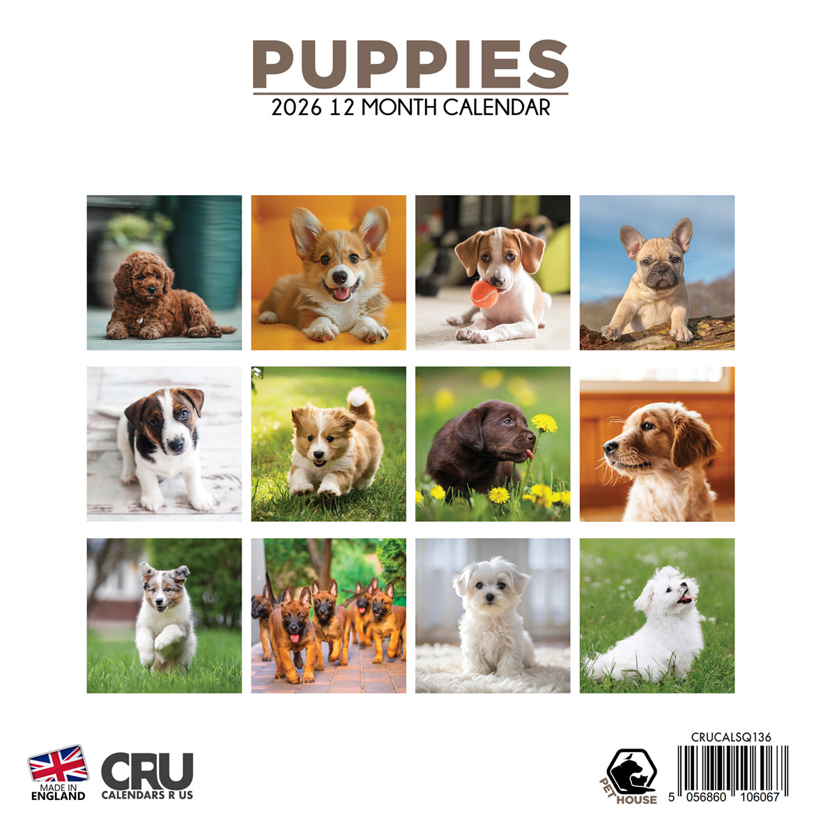 Puppies Calendar - Square Calendar 2026