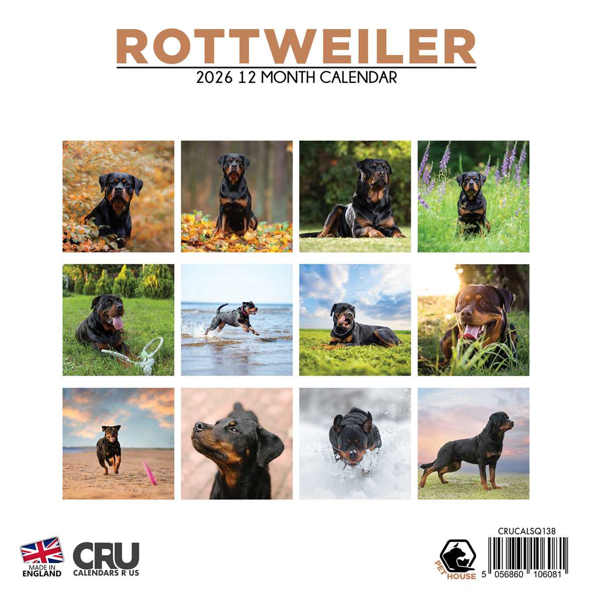 Rottweiler - Square Calendar 2026