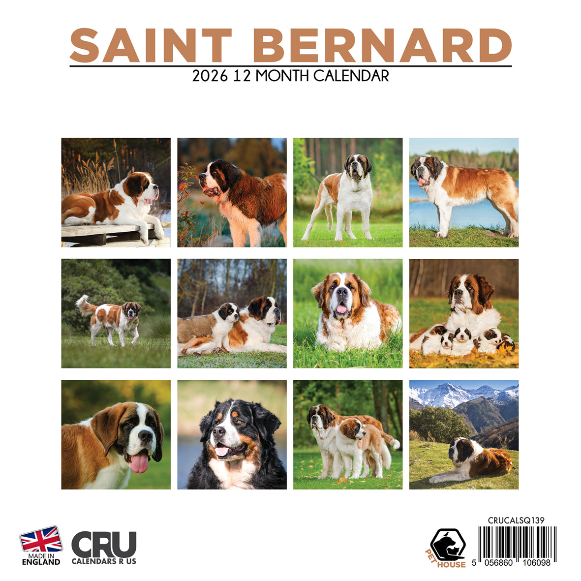 Saint Bernard - Square Calendar 2026