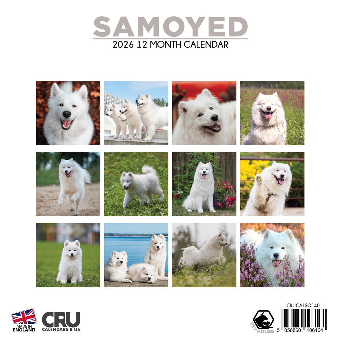 Samoyed - Square Calendar 2026