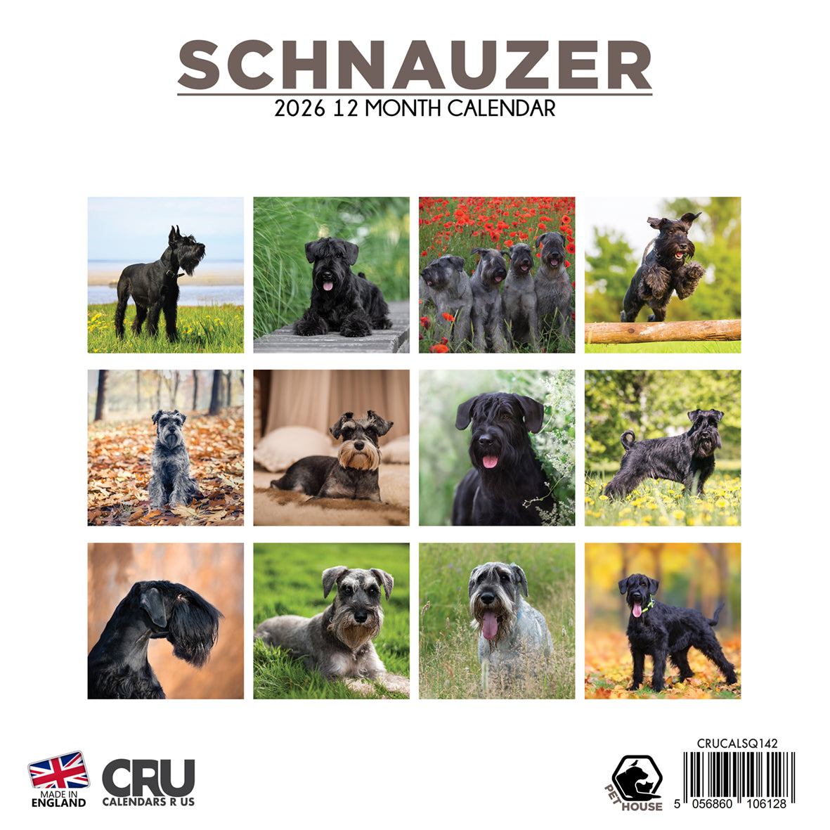 Schnauzer - Square Calendar 2026