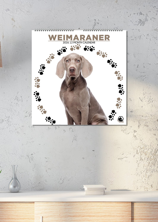 Weimaraner - Square Calendar 2026
