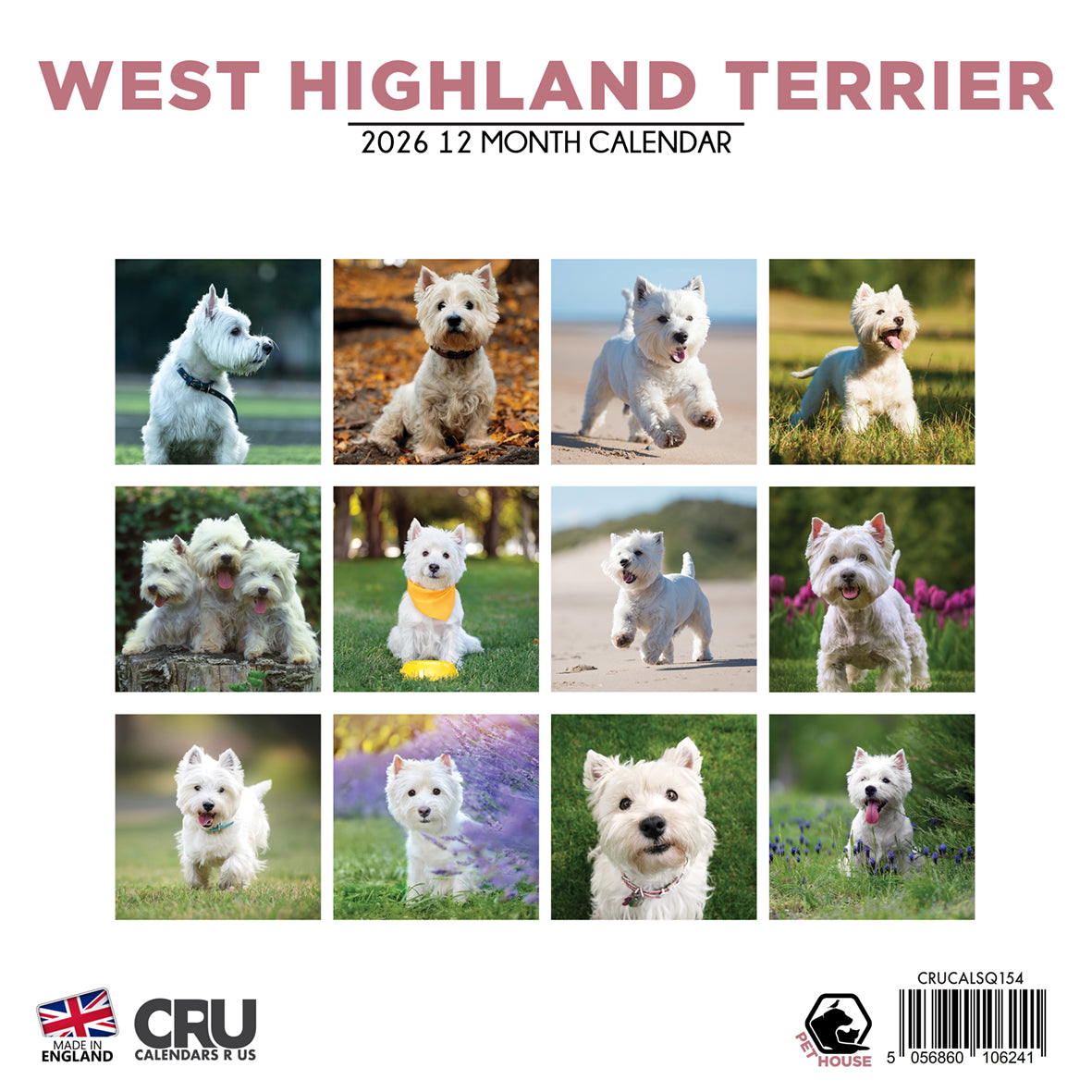 West Highland Terrier - Square Calendar 2026