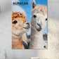 Alpacas Calendar 2025