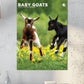 Baby Goats Calendar 2025