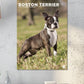 Boston Terrier Calendar 2025