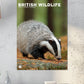 British Wildlife Calendar 2025