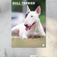 Bull Terrier Calendar 2025