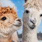 Alpacas Calendar 2025