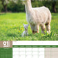 Alpacas Calendar 2025