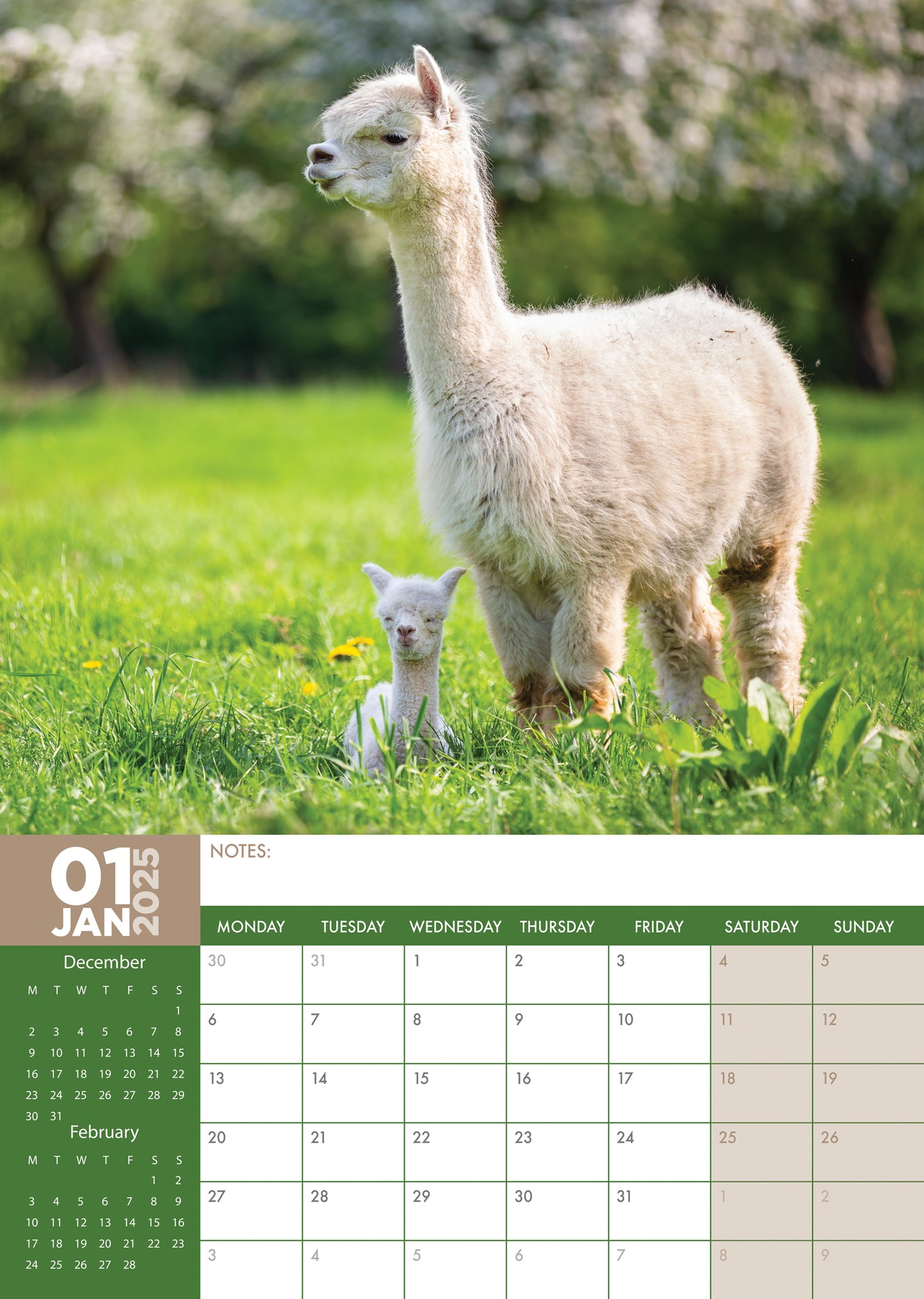 Alpacas Calendar 2025