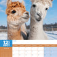 Alpacas Calendar 2025