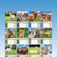 Alpacas Calendar 2025