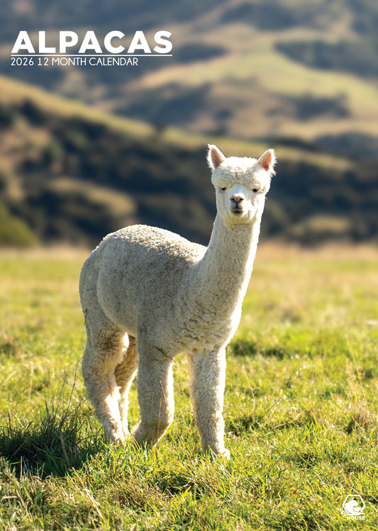 Alpacas - A3 Wholesale