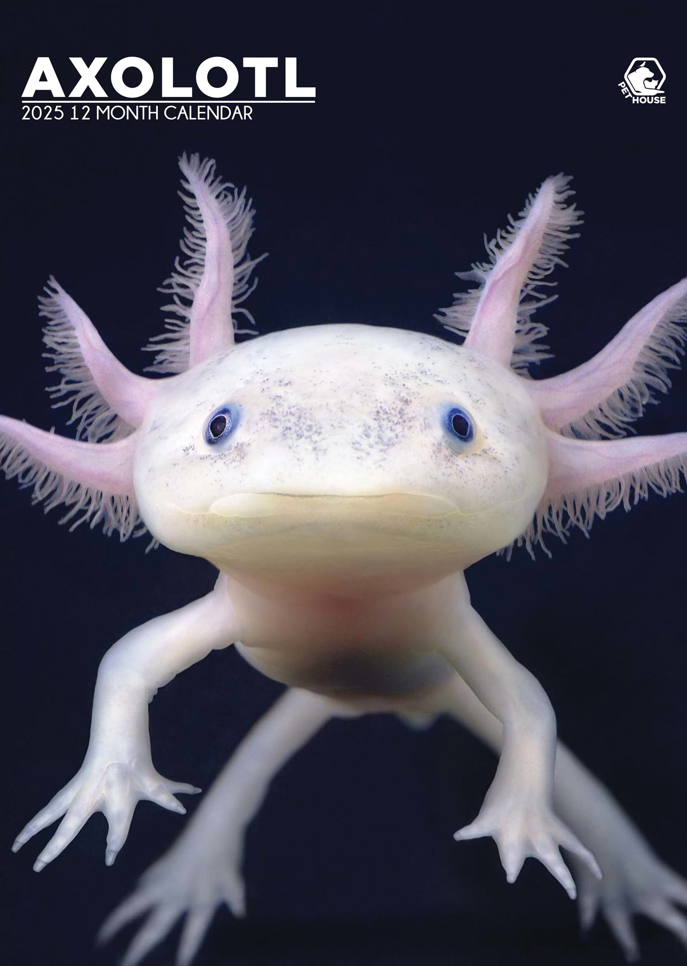 Axolotl Calendar 2025 CalendarsRus