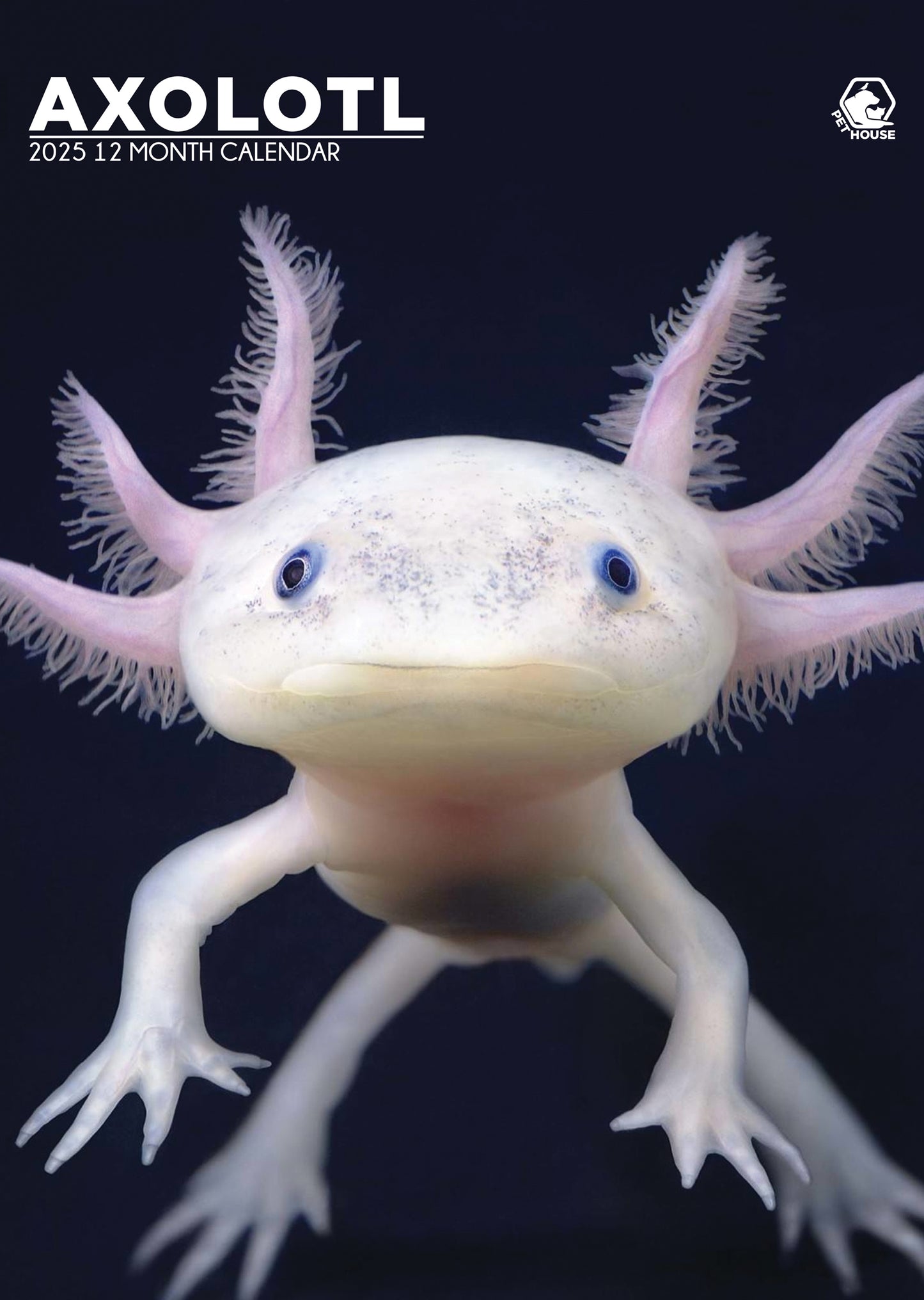 Axolotl Calendar 2025