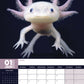 Axolotl Calendar 2025