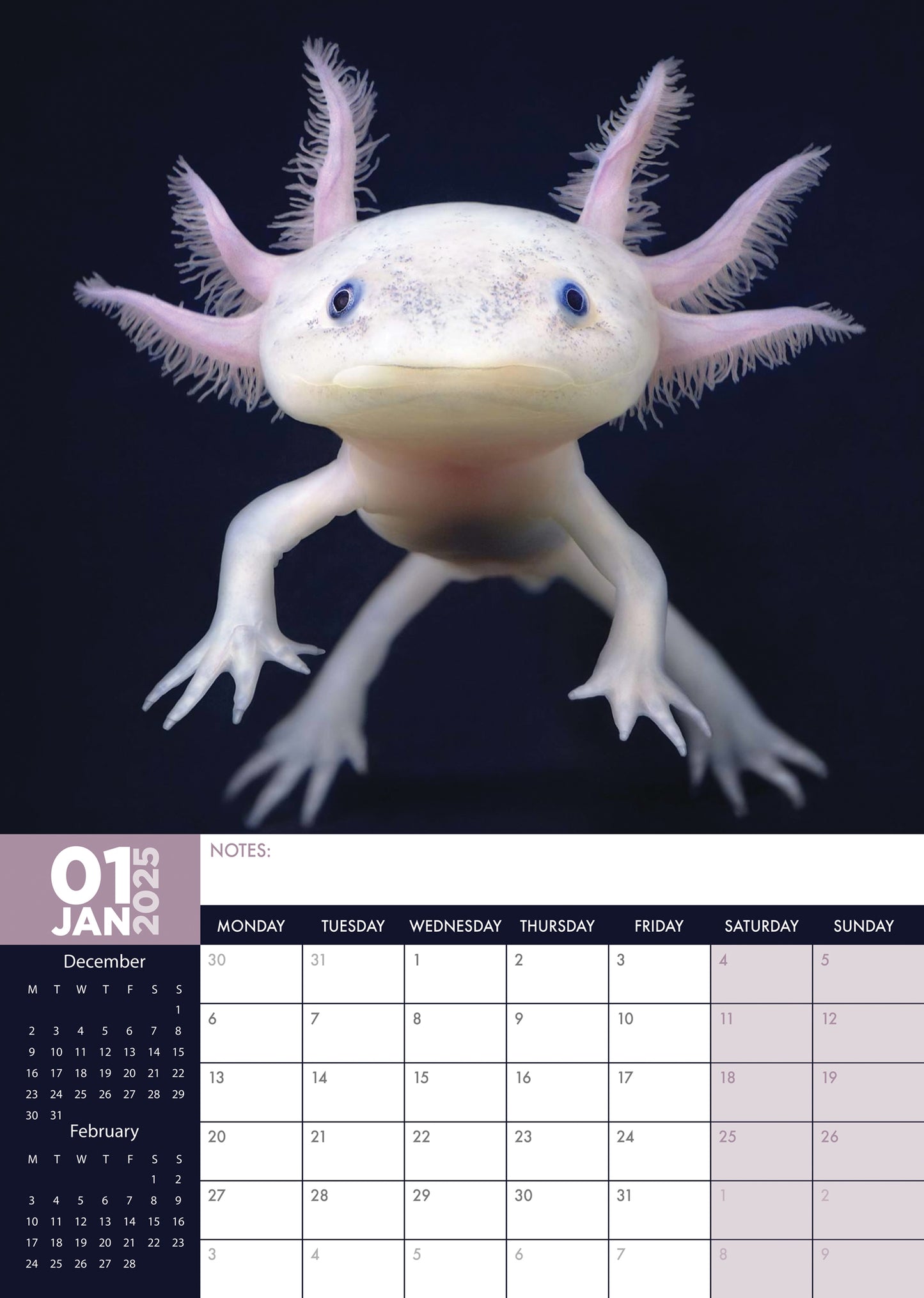 Axolotl Calendar 2025