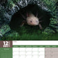 Axolotl Calendar 2025