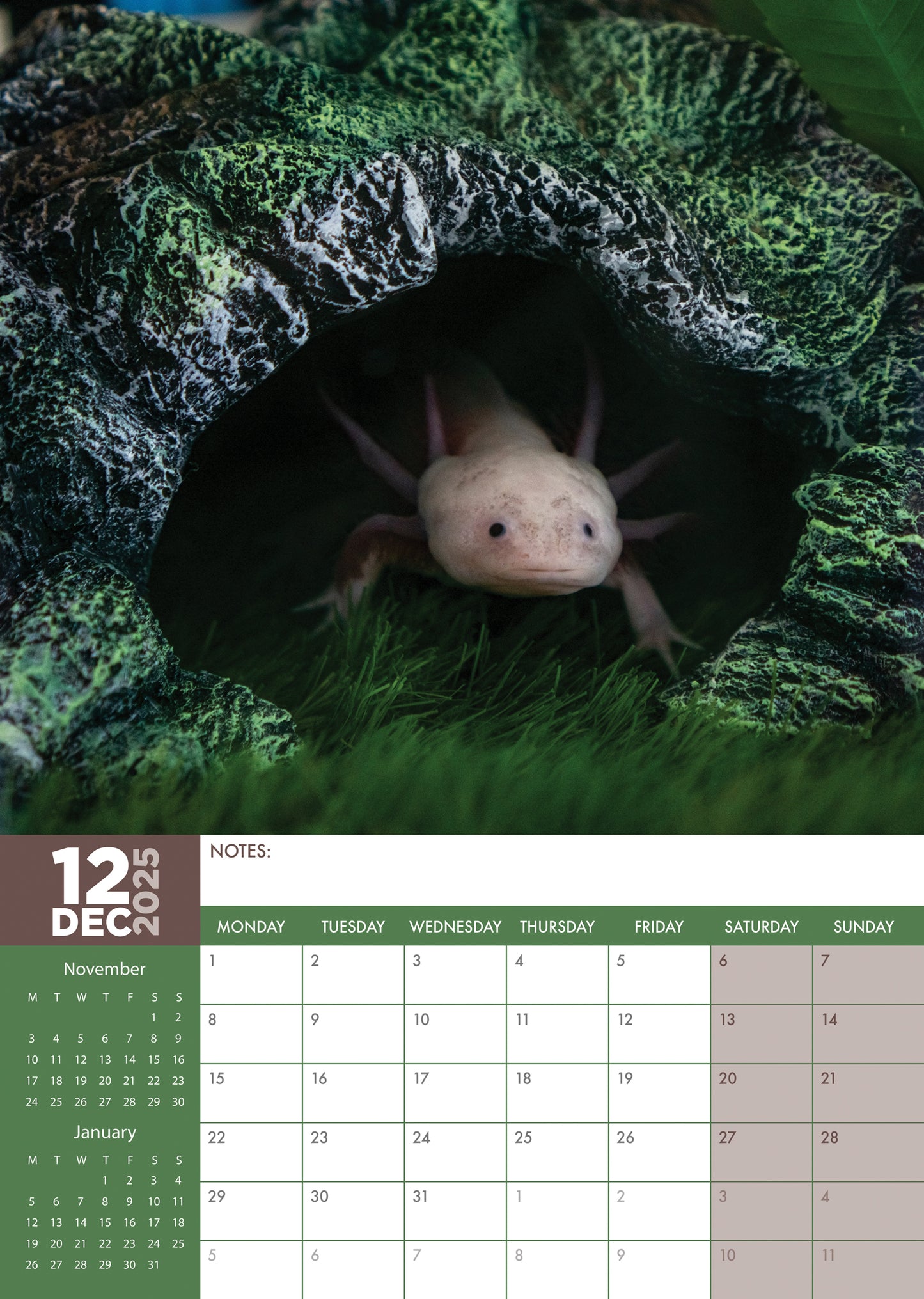 Axolotl Calendar 2025