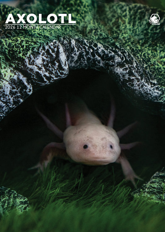 Axolotl - A3 Wholesale