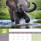 Baby Animals Calendar 2025