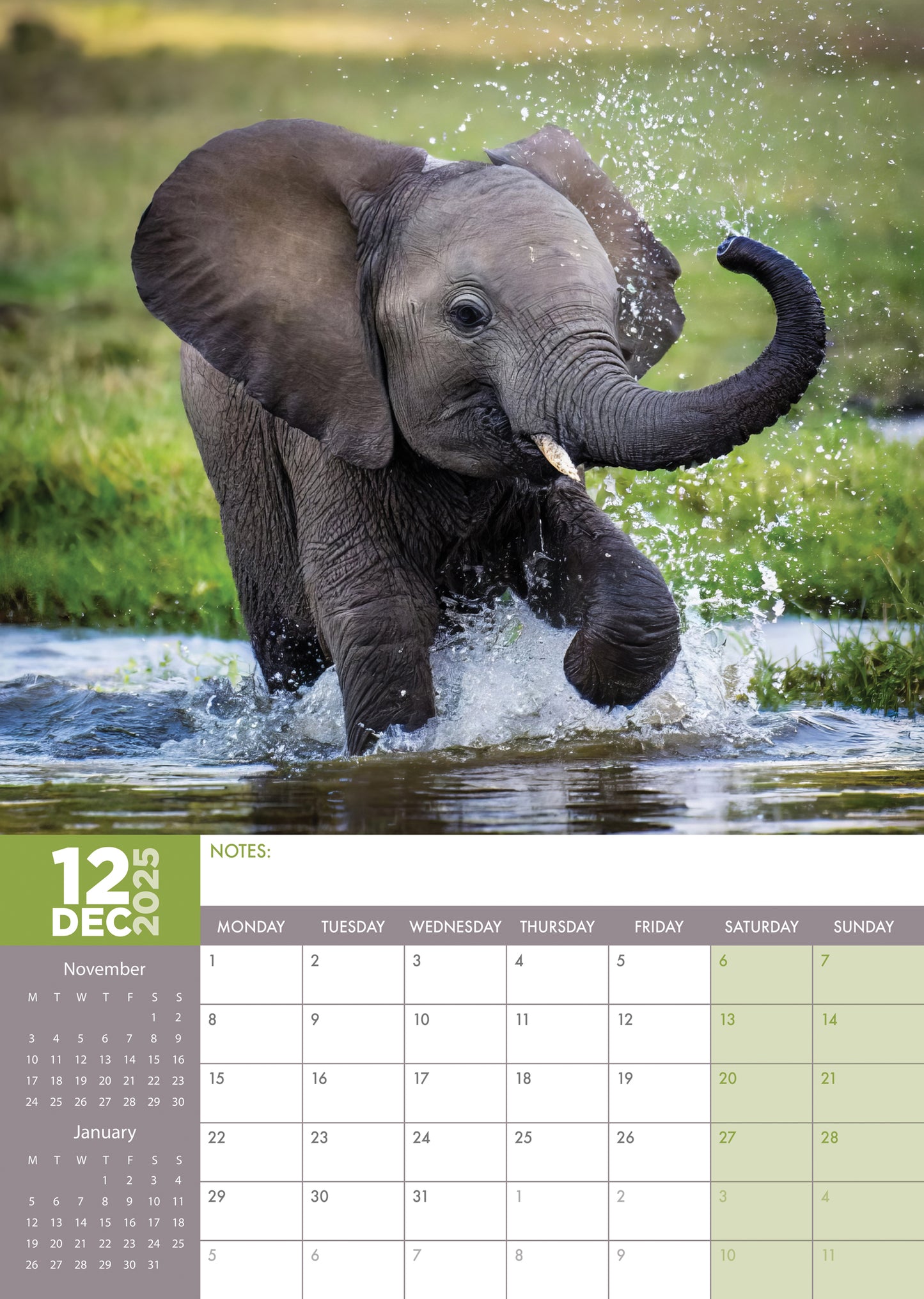 Baby Animals Calendar 2025