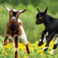 Baby Goats Calendar 2025