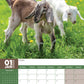 Baby Goats Calendar 2025