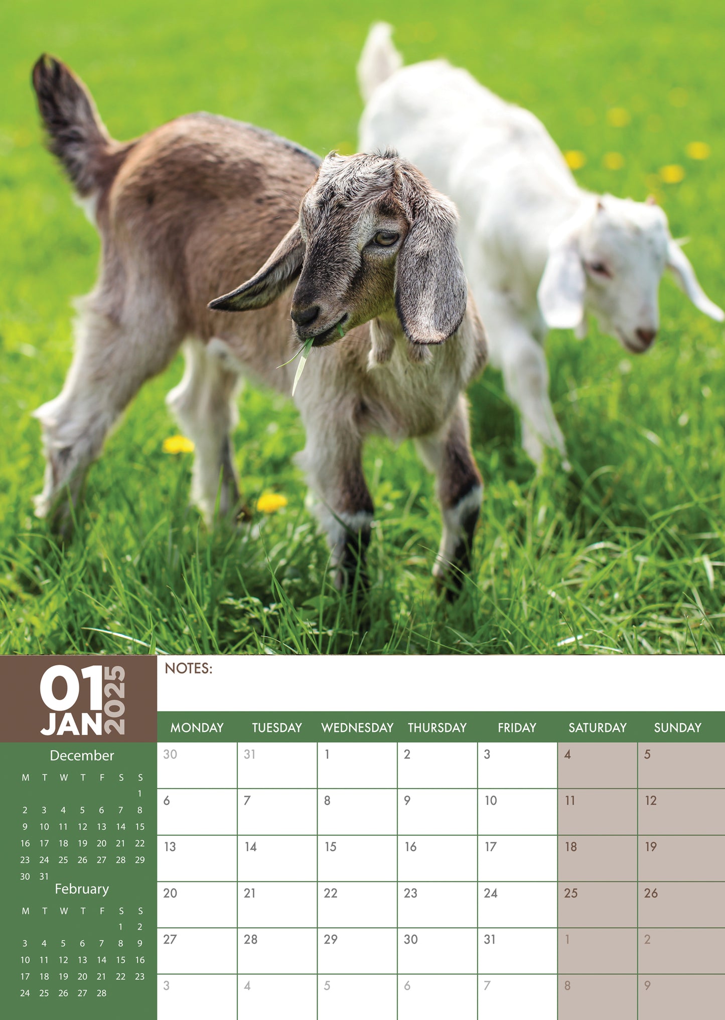 Baby Goats Calendar 2025