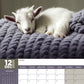 Baby Goats Calendar 2025