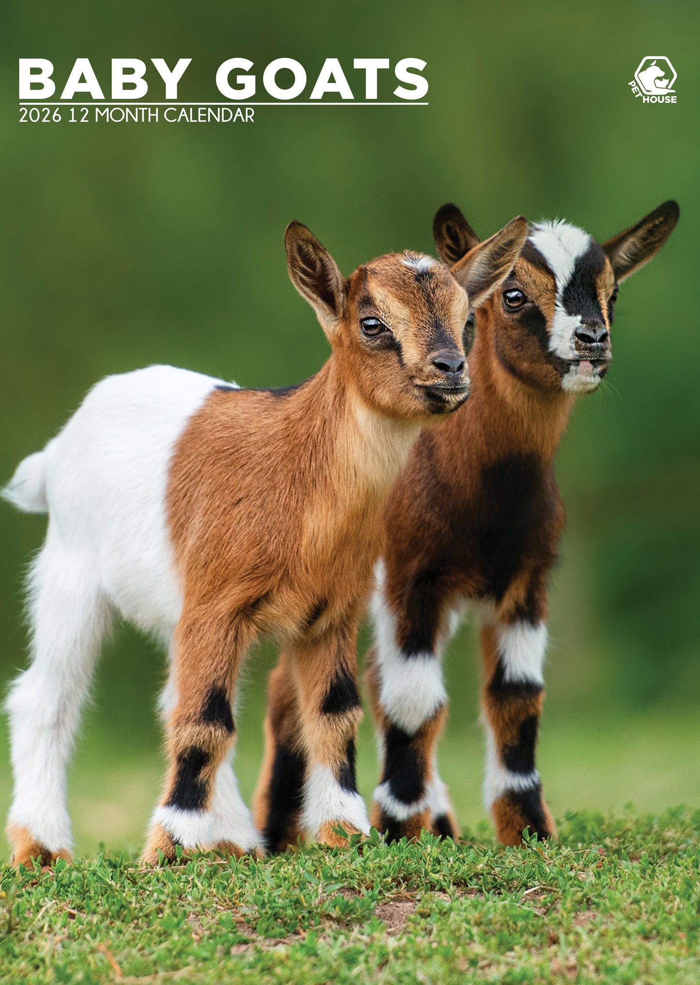 Baby Goats - A3 Calendar 2026