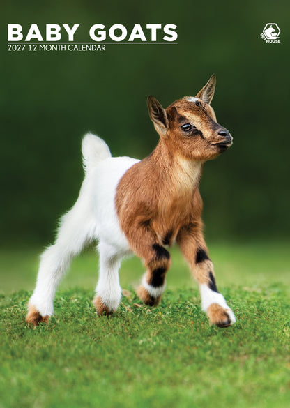 Baby Goats - A3 Calendar 2027