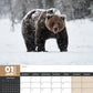 Bears Calendar 2025