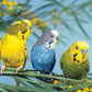 Budgerigars Calendar 2025