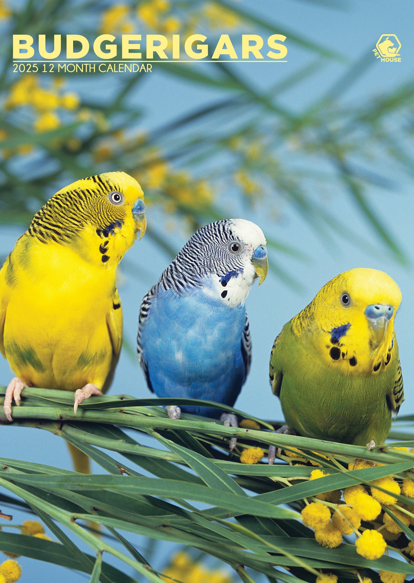 Budgerigars Calendar 2025